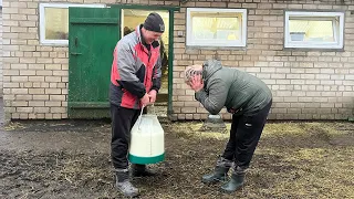 Все буде Україна! Маленька ферма Brown Swiss, як за рік заробити 20 тисяч на м'ясі...