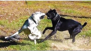 Волк против собаки