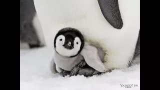 7 cosas que no sabías sobre los pingüinos
