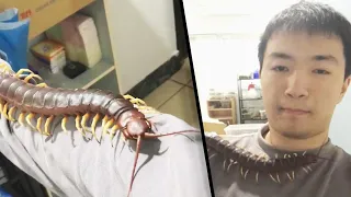 Man Lets Giant, Venomous Pet Centipede Crawl All Over Him