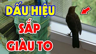 Đột Nhiên Thấy 5 Điềm Báo Này Chứng Tỏ BẠN SẮP GIÀU TO, THẦN TÀI GÕ CỬA Tiền Vàng Ùn Ùn Kéo Vào