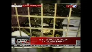 10-ft. sawa, natagpuan sa loob ng bahay