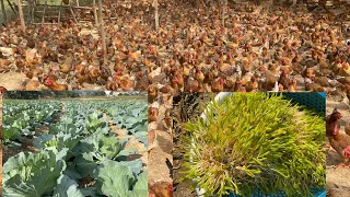 Chicken Farm - Growing vegetables to raise chickens, nutritional regimen for 110 day old hens.