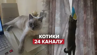 😍 День кота: домашні улюбленці журналістів 24 каналу