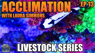 THE BEST Way to Acclimate Your Fish & Corals with Laura Simmons - Livestock Series
