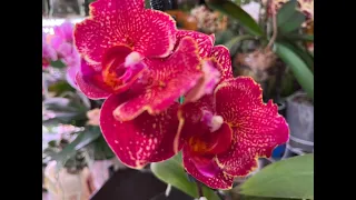 Шикарные каскады и эксклюзивные "бабочки"/продолжаю показ своих домашних цветущих орхидей