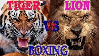 Лев против тигра кто сильнее?🤔🤔🤔👆👆👆