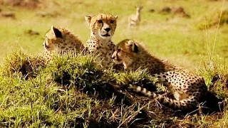 Chasing after Warthogs | Little Big Cat | BBC Earth