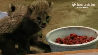 Saint Louis Zoo Cheetah Cubs Update (7 weeks old)