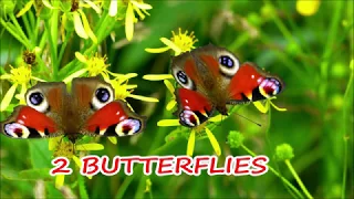 2 BUTTERFLIES line dance (dance & teach)