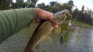 BEST FRESHWATER FISHING in TRINIDAD! - Wolf Fish on Jigs & Spinner Baits in the Caribbean