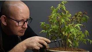 Creating Japanese maple forest bonsai