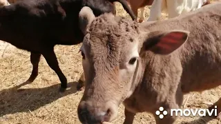 ЖИЗНЬ В ДЕРЕВНЕ!РЕМОНТ АВТОБУСА-ОЧЕНЬ ДОРОГО!СЕНОКОС!ТЕЛЯТА НА ПРОГУЛКЕ!ЦЫПЛЯТА ДВУХ ВЫВОДОВ!ОГОРОД!