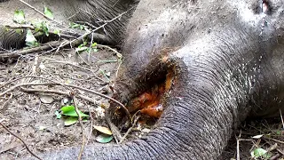 Heartwarming! Elephant suffered from developing Abscess in the mouth, Received proper treatment
