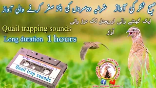 Quail trapping sounds | Batair Awaz 1hour 2024