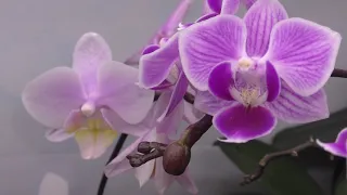 🌸🌸🌸Орхидеи.  Цветение.  На белом покрывале января 🌸🌸🌸