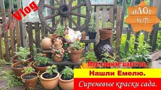 Мое сонное царство. Нашли Емелю. Сиреневые краски сада.