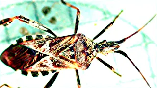 Naturbeobachtung Amerikanische Kiefern- oder Zapfenwanze(Leptoglossus occidentalis(Heidemann 1910))