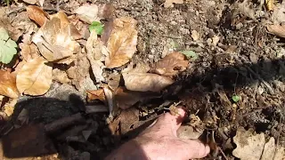 высадка клубней батата в открытый грунт