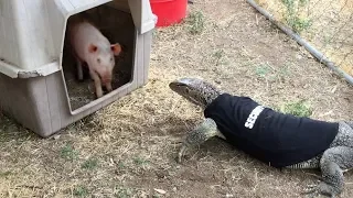 Lizard enters Pig Pen -- Eats Pig