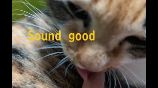 Cat licking sound【Stella】