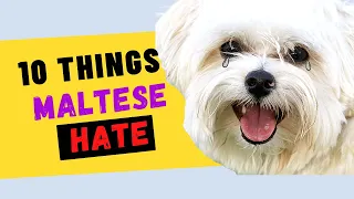 10 Things Maltese Dogs Hate - Try to Avoid the Ones That You Can!