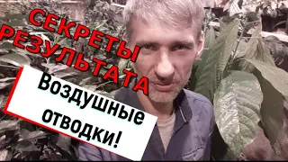 ОБЗОР В ТЕПЛИЦЫ, ВОЗДУШНЫХ ОТВОДКОВ! НЕСКОЛЬКО СОВЕТОВ ПО ВОЗДУШНЫМ ОТВОДКАМ! УКОРЕНЕНИЕ ИНЖИРА!