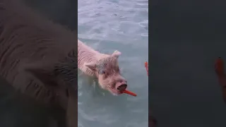 Swimming Pigs of Bahamas