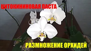 ЦИТОКИНИНОВАЯ ПАСТА ДЛЯ ОРХИДЕЙ. ПРИМЕНЕНИЕ НА ПРАКТИКЕ И МОИ ОШИБКИ.