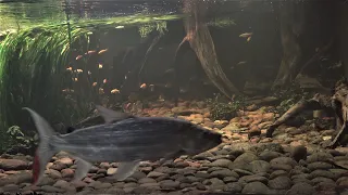 goliath tigerfish hot striking