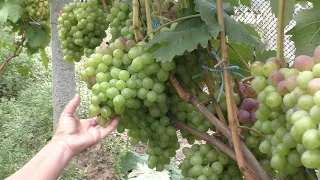 Почему вреден перегруз  виноградных кустов?