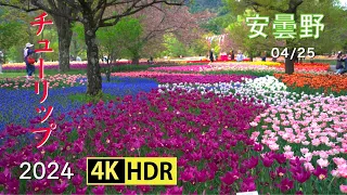 2024 アルプス安曇野公園のチューリップ(4K-HDR) Tulips At Alps-Azumino Park(UHD-HDR)