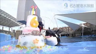 【名古屋港水族館】シャチのリン6歳の誕生日