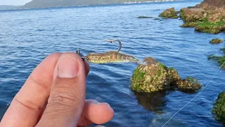 Micro camarão nas pedras do mar - Pescaria de Badejo branco no Ultra Light