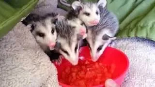 Possums eating watermelon