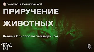 Онлайн-лекция Елизаветы Гальпериной "Приручение животных" | Дарвиновский музей