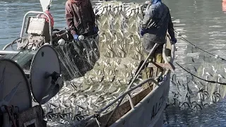 amazing big catch fish herring with Traditional fishing nets - catch hundreds of tons  at sea #02