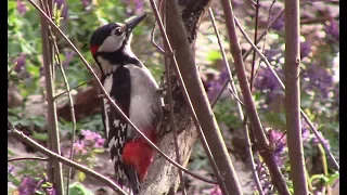 Дятел в весеннем лесу || Woodpecker in a spring forest