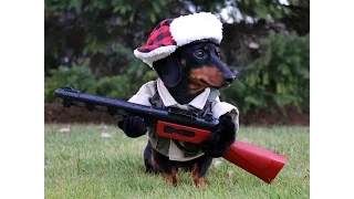 "I'mz a huntin' dog" - Crusoe Celebrity Dachshund