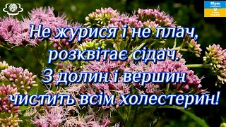 Не журися і не плач, розквітає сідач. З вершин і долин чистить всім холестерин! 🌷🌷🌷