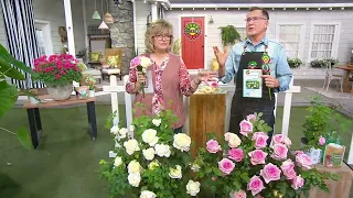 Roberta's 1-Piece Proven Winners Reminiscent Rose on QVC