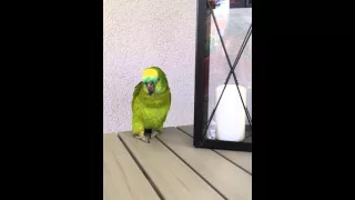 Parrots Alarm Clock