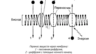 Лекция: Биологические мембраны и механизмы передачи гормонального сигнала