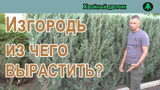 Из чего сделать живую изгородь, какие хвойные лучше использовать на изгородь.