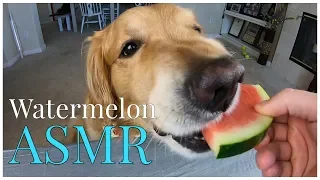 ASMR Dog Eats Watermelon | Oshies World