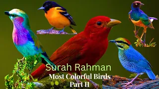 Bird Sounds Spectacular : Morning Bird Sound Birds of Amazon 4K -| Surah rahman