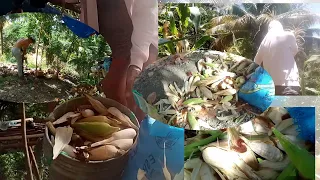 Harvest Ng Mais,at niyog(Sangge ug Mais)Subrang init po...