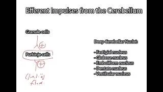 Circuitry of the Cerebellum