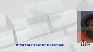 Bear Sightings on The Rise In Minnesota