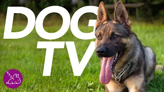 DOG TV - Deeply Entertaining Virtual Dog Walk (2022)